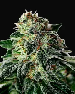 Mystic Cookie Auto