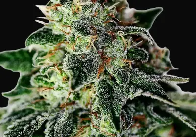 Mystic Cookie Auto
