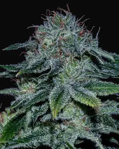 Mystic Cookie