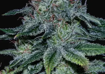 Mystic Cookie
