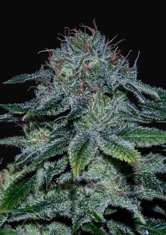 Mystic Cookie