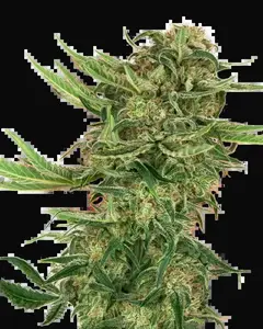 N13 Kush Feminized
