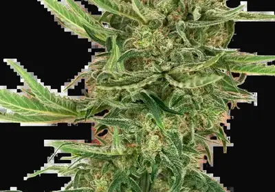 N13 Kush Feminized