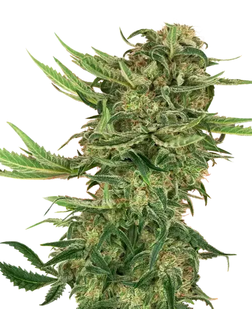N13 Kush Feminized