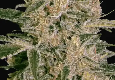 Nebula II CBD