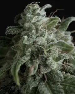 Nefertiti