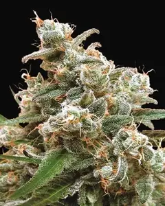 Nepal Jam