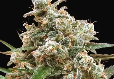 Nepal Jam