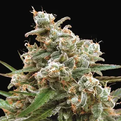 Nepal Jam