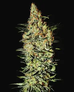 Neville's Haze