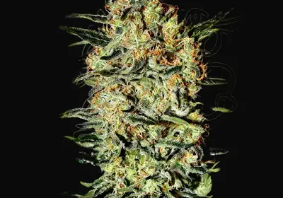 Neville's Haze
