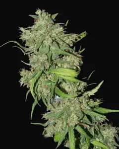 Neville's Haze Mango