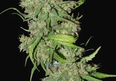 Neville's Haze Mango