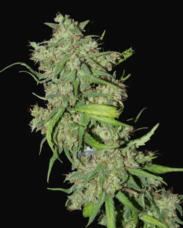 Neville's Haze Mango