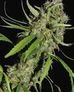 Neville's Haze