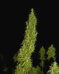 Neville's Skunk
