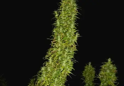 Neville's Skunk