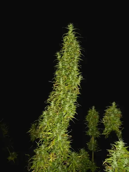 Neville's Skunk