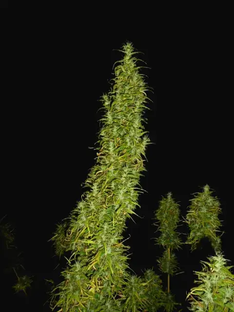 Neville's Skunk
