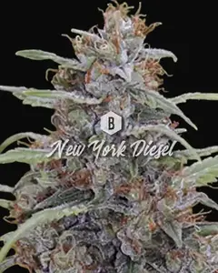 New York Diesel