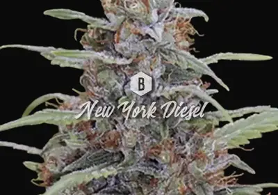 New York Diesel