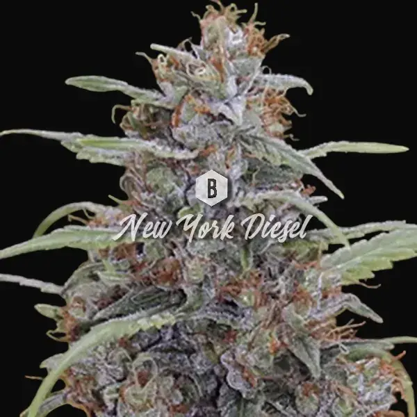 New York Diesel