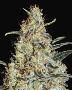 New's Haze