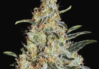 New's Haze