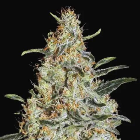 New's Haze