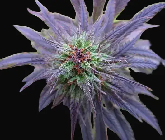 N.H.S.