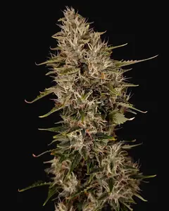 Niagara Auto