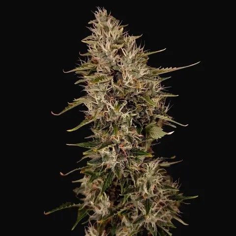 Niagara Auto