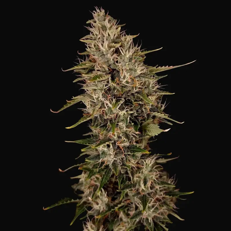 Niagara Auto