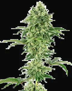 Nicole Hindu Kush Feminized