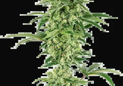 Nicole Hindu Kush Feminized