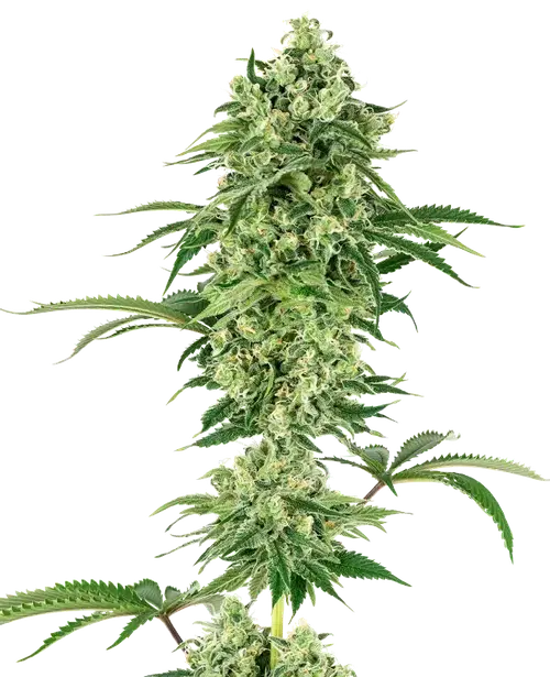 Nicole Hindu Kush Feminized