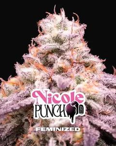 Nicole Punch