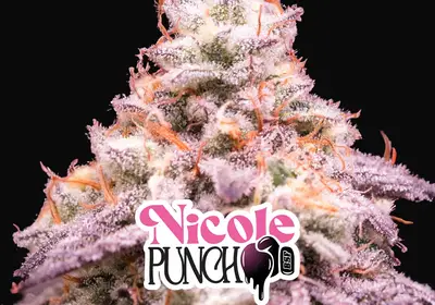 Nicole Punch