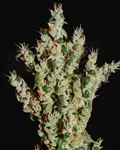 NL5 Haze Mist