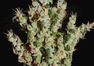 NL5 Haze Mist