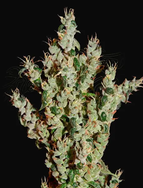 NL5 Haze Mist