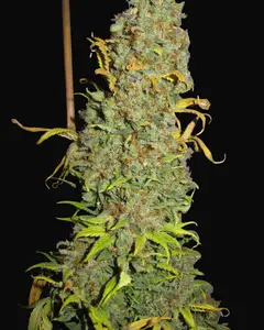 NL5 x Afghan