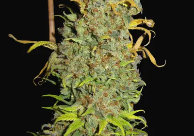 NL5 x Afghan