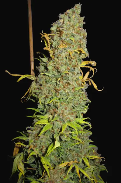 NL5 x Afghan