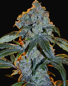 NL5 x Haze