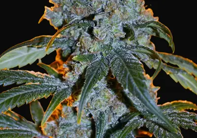 NL5 x Haze