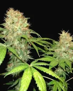 NL5 x Skunk