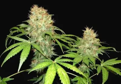 NL5 x Skunk