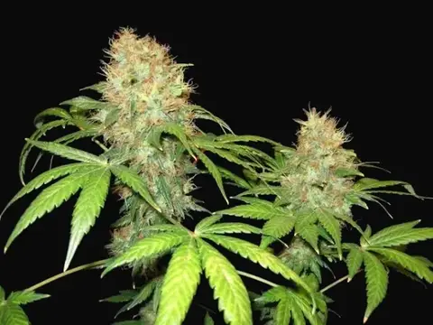 NL5 x Skunk