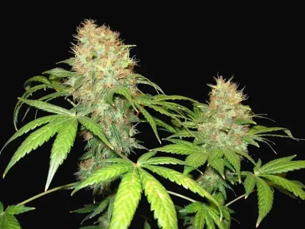 NL5 x Skunk